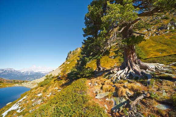 Baum am Hang