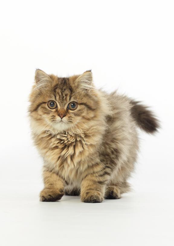 Niedliche wuschelige Katze