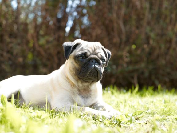 Mops auf der Wiese