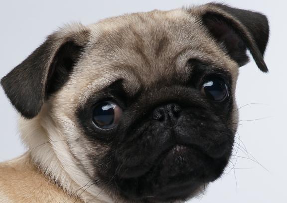 Mops schaut in die Kamera